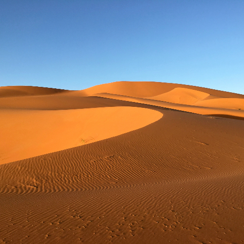 Sand dunes under a clear blue sky with ripples in the sand. Warm tones create a serene and vast desert landscape. morocco sahara in spring.
