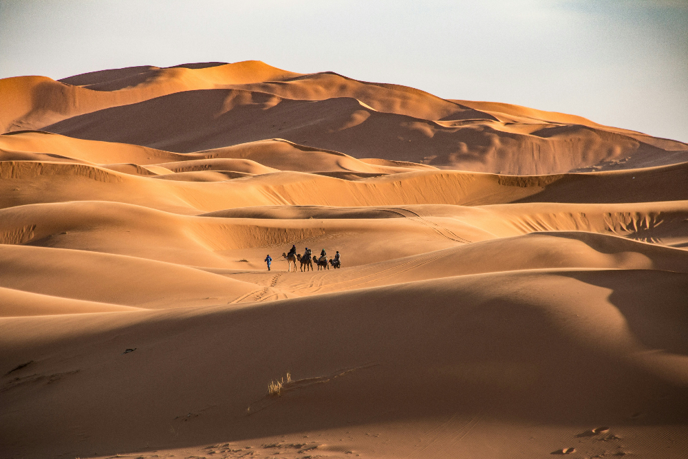 a caravan of toursist riding camels on sahara dunes in morocco