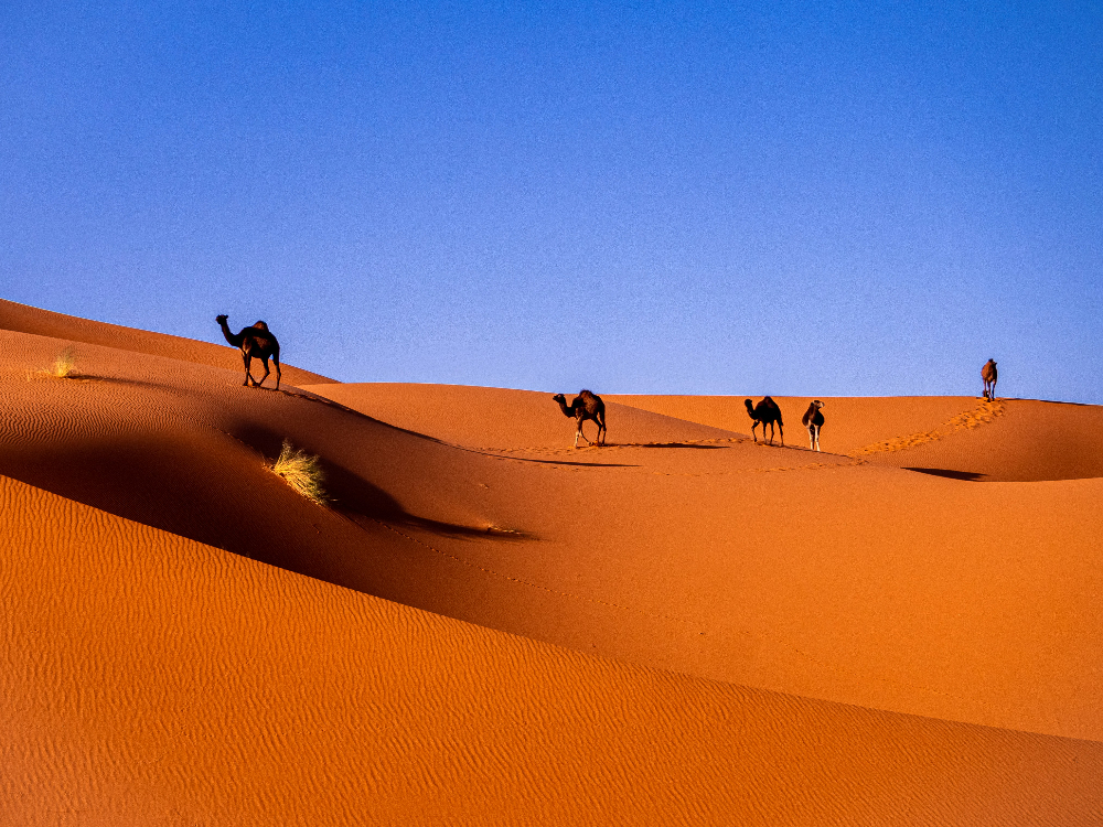 camels walking on golden dunes under a blue sky in the moroccan sahara