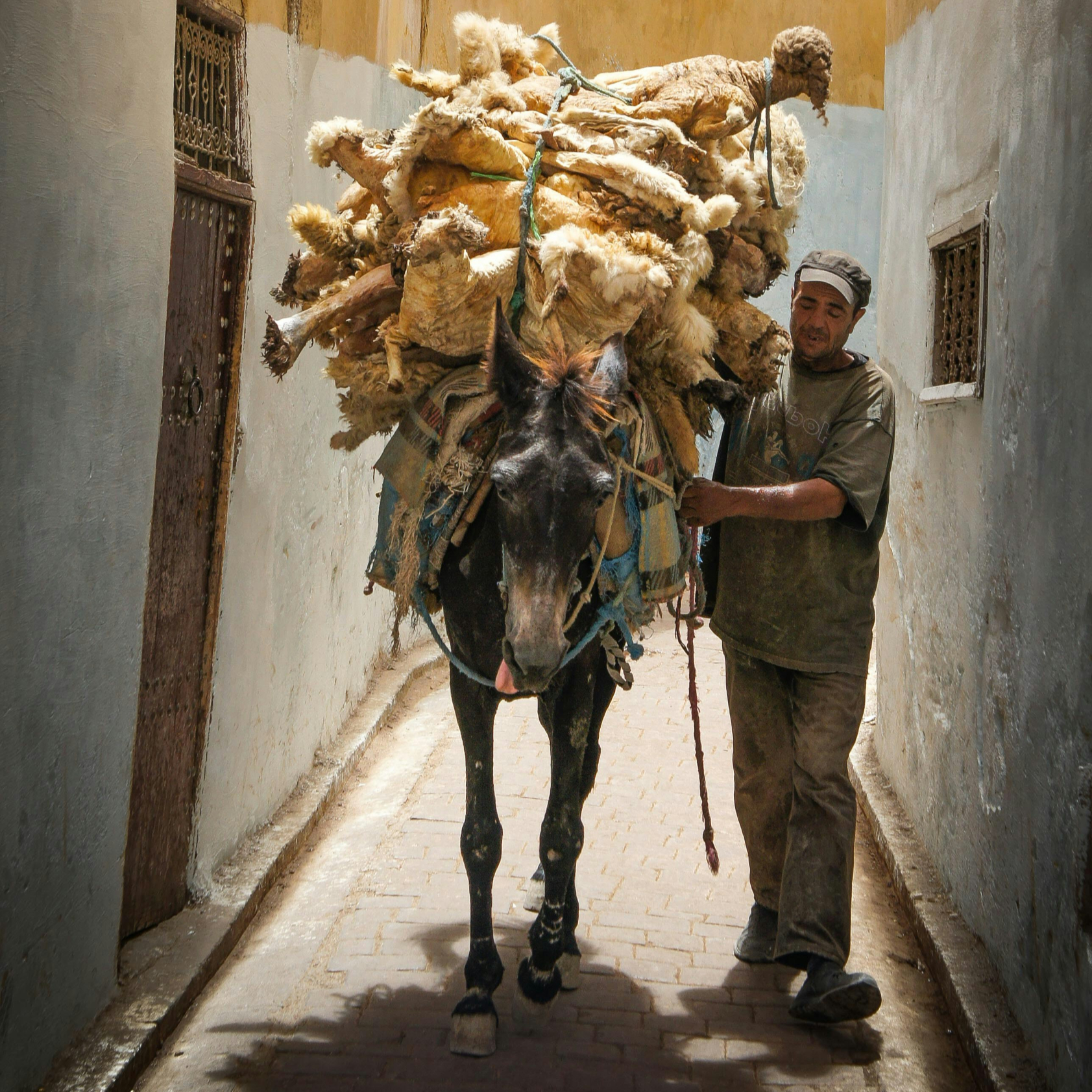 A man walks a donkey laden with wool through a narrow alley with textured walls. The scene is filled with earthy tones and sunlight in morocco during eid al adha.