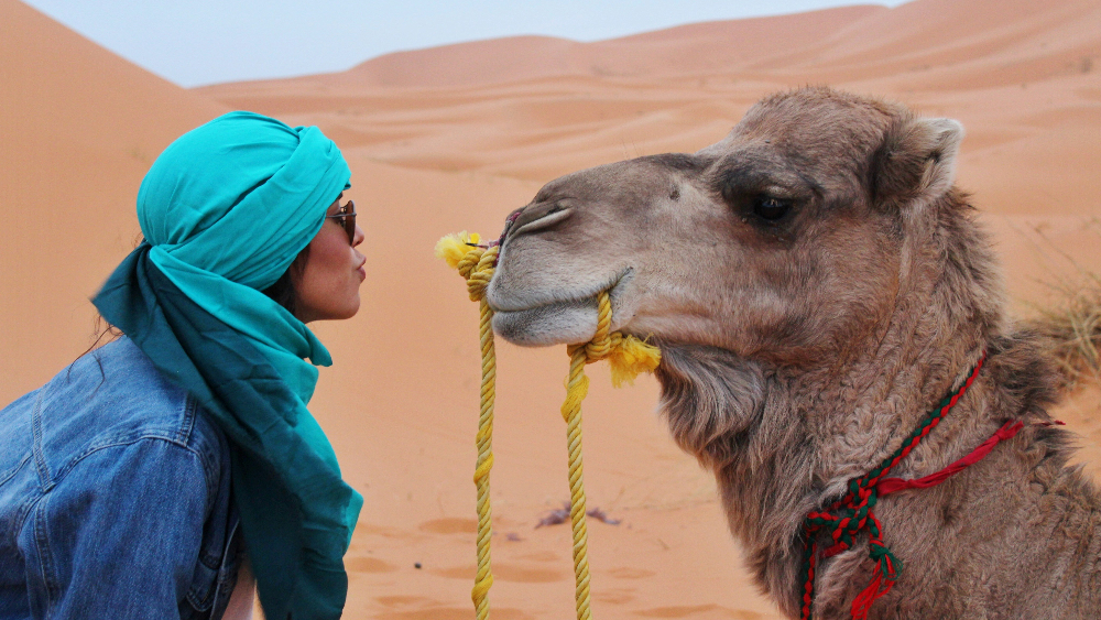 A person in a blue scarf gazes at a camel in the desert. The camel wears a red and green rope. Sandy dunes form the background.