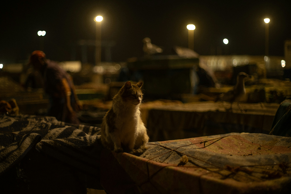 a cat in essaouira during the night