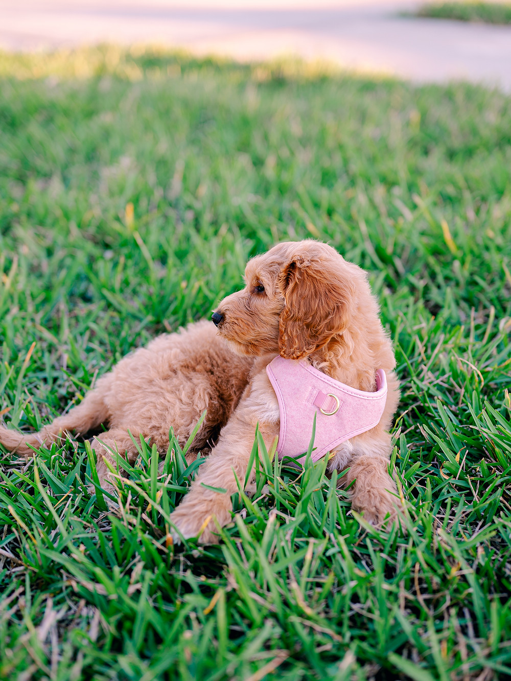 Nina Bashaw Photography