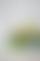 Tropical Vibes in a Glass: Pineapple Margarita Recipe from a Tampa Food Photographer