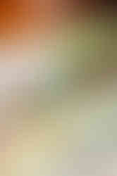 Wedge Salad at Abel's Lobster in Bar Harbor, Maine photographed by food photographer Nina Bashaw