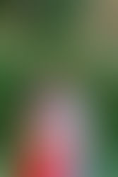 Why You Should Book an Engagement Session with Your Sarasota Wedding Photographer