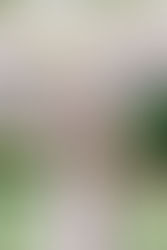 Making the Most Out of Your Floral Budget for Your Wedding: Tips from a Tampa and St. Pete Wedding Photographer