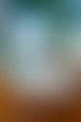 A scenic coastal drive to Bar Harbor Maine and an unforgettable dining experience at Abel’s Lobster Pound through the lens of traveling food and branding photographer Nina Bashaw