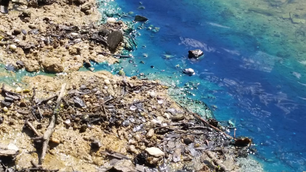 Pollution in Lake Murray