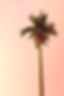 Palm Tree_edited.jpg