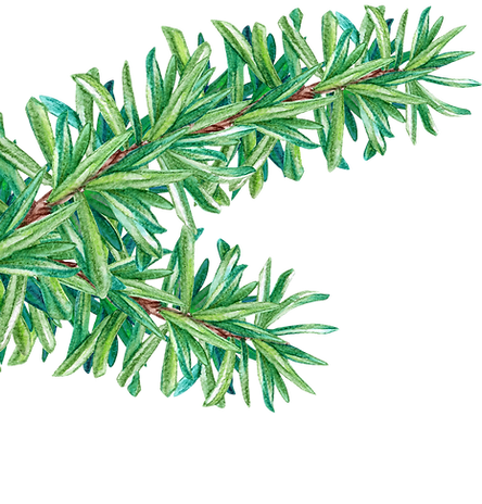 Pine Tree Branch