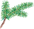 PIne Tree Branch