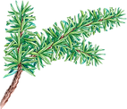 PIne Tree Branch