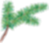PIne Tree Branch