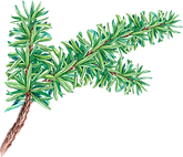 PIne Tree Branch