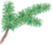 PIne Tree Branch