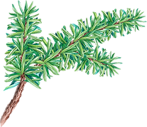 PIne Tree Branch