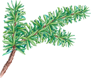 PIne Tree Branch