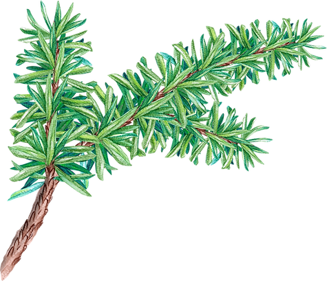 Pine Tree Branch