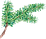 PIne Tree Branch