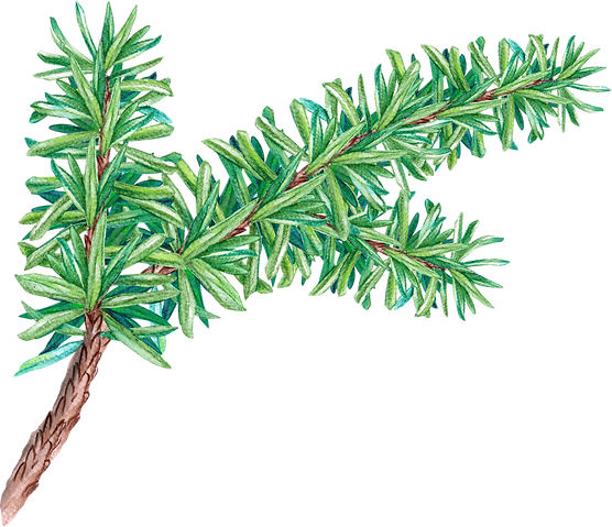 Pine Tree Branch