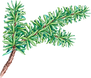 PIne Tree Branch