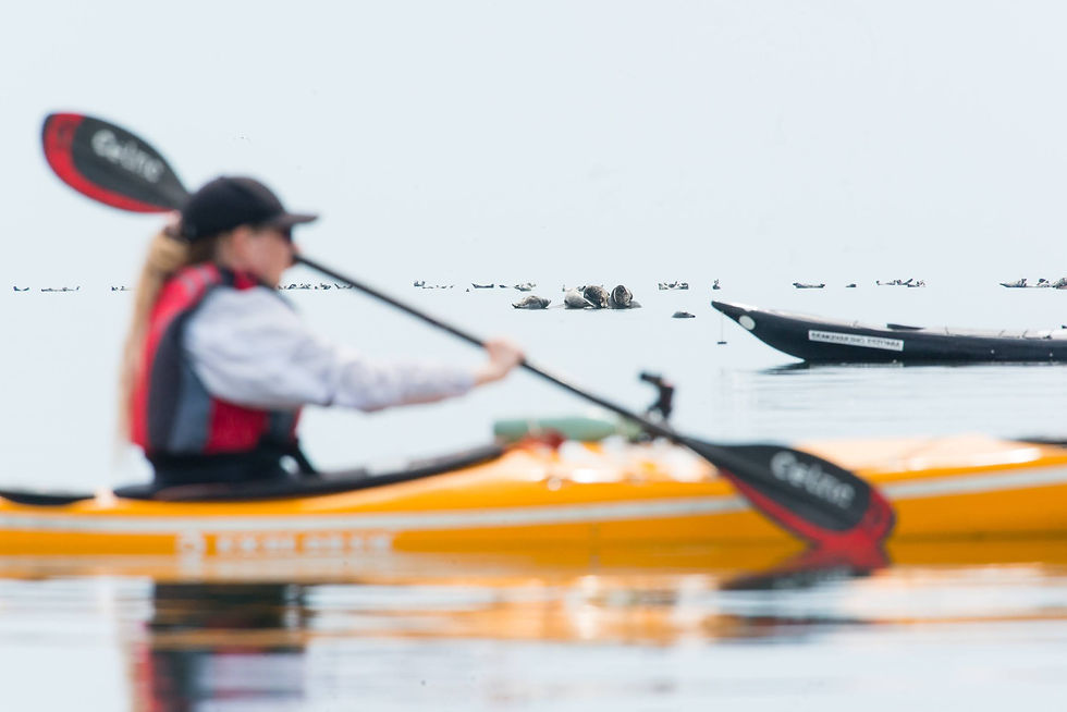 Thumbnail: Seal Watching and Wild Camping
