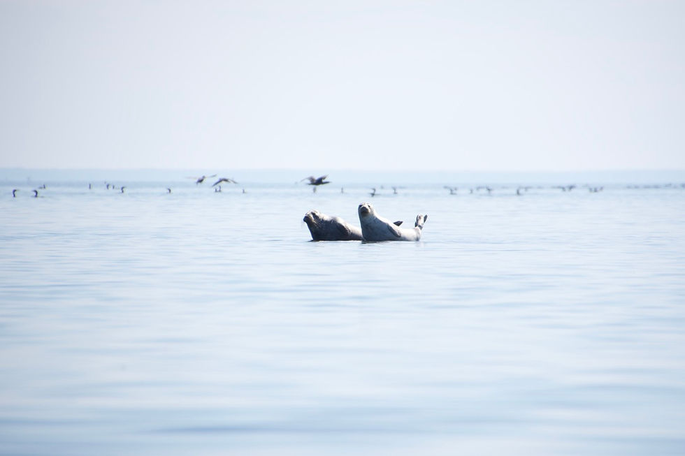 Thumbnail: Manija/Sorgu süstamatk 18.-19.07.2026