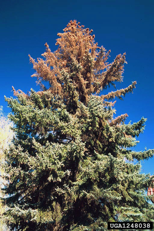 Bark Beetles in Colorado’s Front Range
