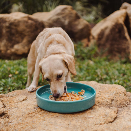 Alimentação natural para cães e gatos: Seu pet também é o que come.
