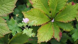 P1010177_fix.jpg
