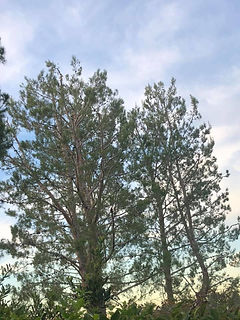 pains trees.jpg