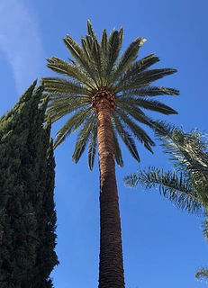 Canadian%20palm%201_edited.jpg