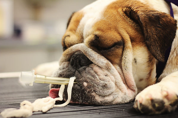 English Bulldog surgery recovery.jpg