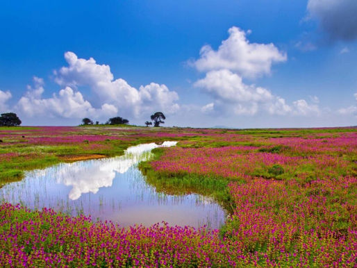 Kaas Plateau Travel Guide 2026: Best Time to Visit, Bloom Season, How to Reach &amp; FAQs
