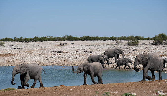 Namibia Tour Guide 2026: Best Safari, Road Trip Itinerary, Travel Tips &amp; Hidden Gems