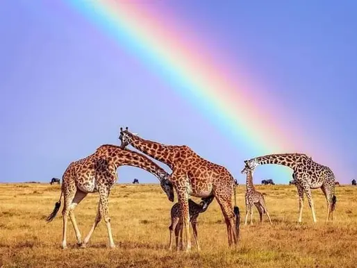 The Best Time to Visit the Masai Mara: A Complete Guide for Indian Travelers