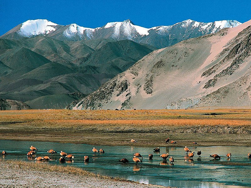 Flock of orange-brown birds wading in a shallow lake before snowcapped mountains under a bright blue sky.