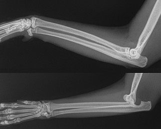Скелет Мелкий _ 10 kg-Локоть LAT-08.06.2021-13_37_28-967.JPEG