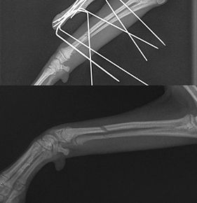Скелет Мелкий _ 10 kg-Запястье AP-10.06.2021-14_36_18-698.JPEG