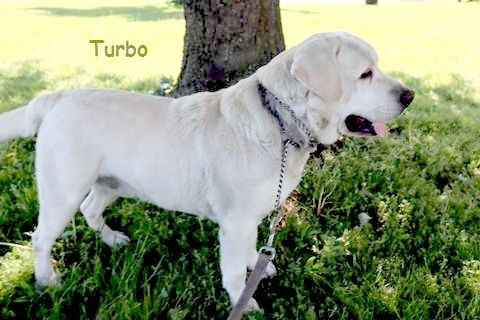 Thumbnail: Stella- Champ lines