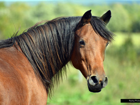 Dressage Book Study - Restraining aids, continued