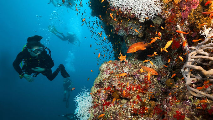 An Underwater Wonderland
