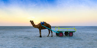 Rann of Kutch Packages : All you need to know