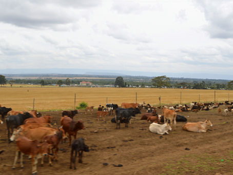 Destination Narok and Rift Valley