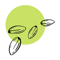 Seeds.png