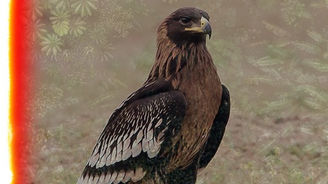 Eagle Of Finland: My Finnish Twist On Toy Story: Scandinavia