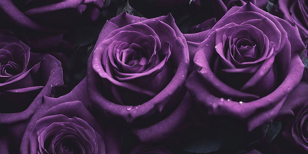 dark purple roses_edited_edited.jpg