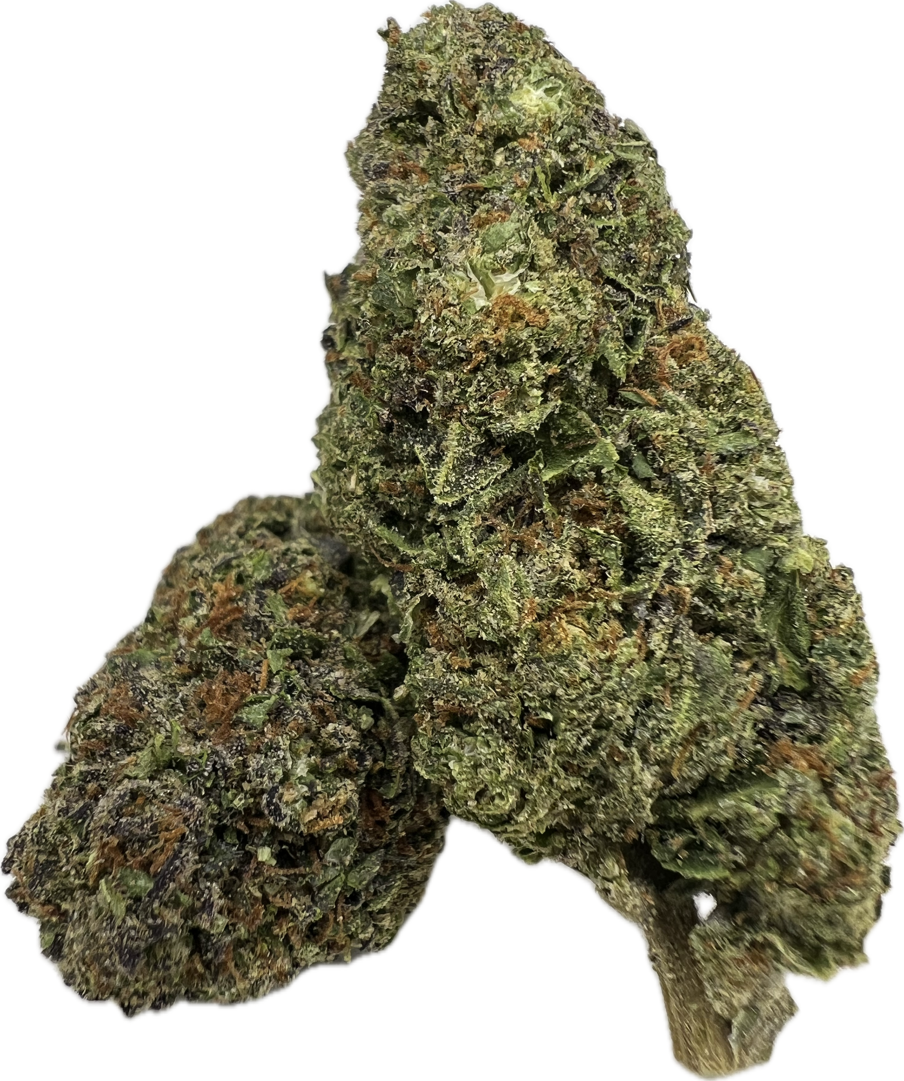 TOP SHELF (DIOR RUNTZ)