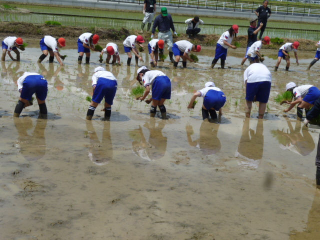 ５月１２日　たんぼのこ学習　田植え